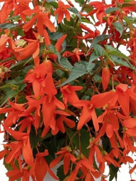 BEGONIA boliviensis Groovy Orange